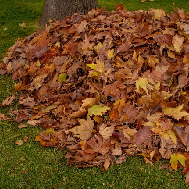 A raked pile of autumn leaves on a green lawn.