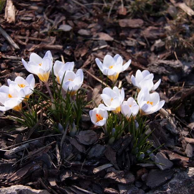 Early crocuses coming up through a mulched bed.